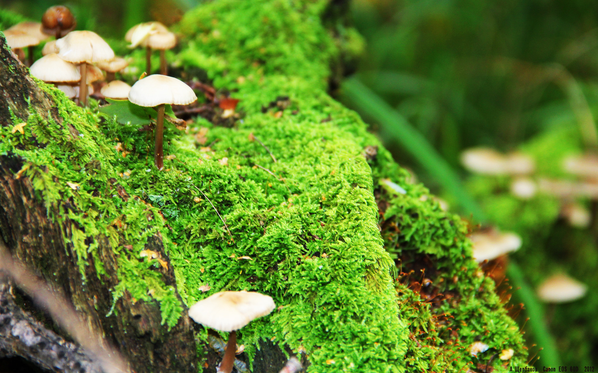 开云娱乐app安全登录-跳水技术提升中立代表队A得分稳定，跳水队规则